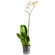 Белая орхидея Фаленопсис в горшке. Сочи